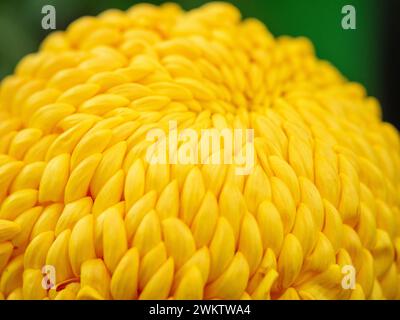 Gros plan d'un grand chrysanthème jaune de taille exposition au Harrogate Flower Show. North Yorkshire, Royaume-Uni Banque D'Images