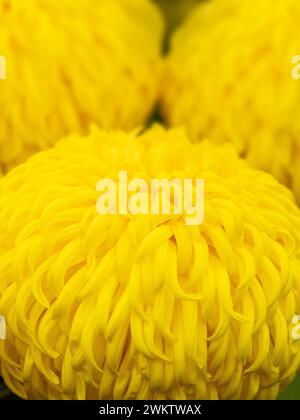 Gros plan d'un grand chrysanthème jaune avec pétales réflexes exposé au Harrogate Flower Show, North Yorkshire. ROYAUME-UNI Banque D'Images