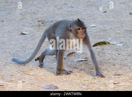 Macaque mangeur de crabes, macaque à longue queue, javaneraffe, macaque, macaque, Macaca fascicularis, közönséges makákó, Cambodge Banque D'Images