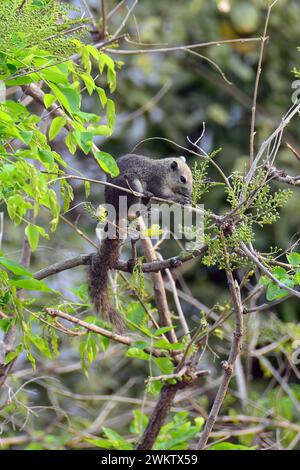 Écureuil de Finlayson, écureuil variable, Finlayson-Hörnchen, écureuil de Finlayson, Callosciurus finlaysonii, mókus, Thaïlande, Asie du Sud-est Banque D'Images