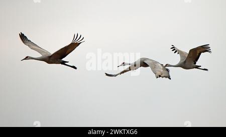 Trois grues de sable volant de gauche à droite avec un fond de ciel blanc Banque D'Images