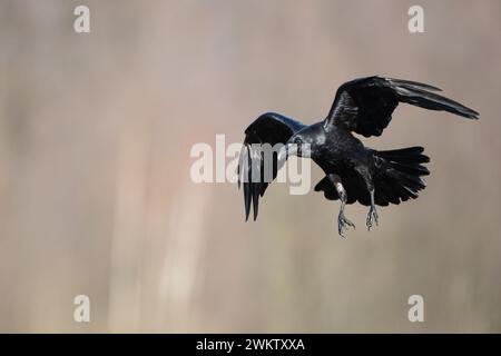 Beau corbeau Corvus corax oiseau volant du nord de la Pologne Europe Banque D'Images