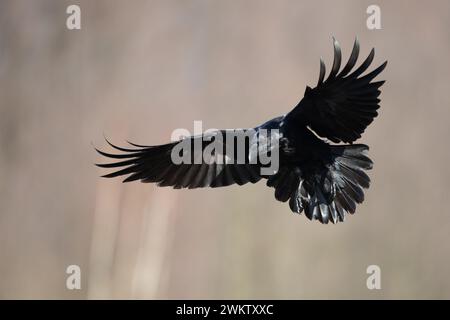 Beau corbeau Corvus corax oiseau volant du nord de la Pologne Europe Banque D'Images