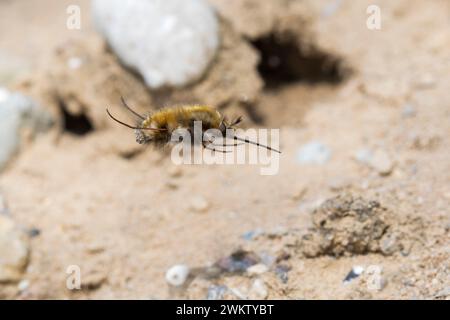 Großer Wollschweber, Wollschweber, Flug, fliegend, Hummelschweber, Bombylius major, grande abeille, mouche à bords foncés, grande abeille, mouche à abeilles, boeuf Banque D'Images