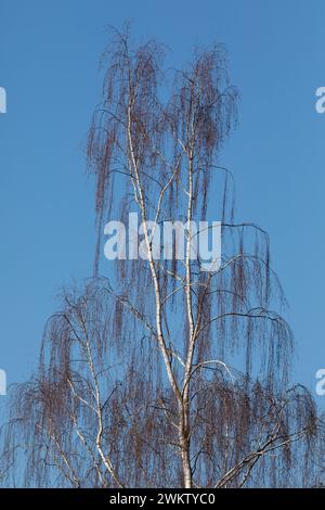 Hänge-Birke, kahle Krone im Winter, Baumkrone, Birke, Sand-Birke, Hängebirke, Sandbirke, Weißbirke, Betula pendula, bouleau blanc d'Europe, bouleau argenté Banque D'Images