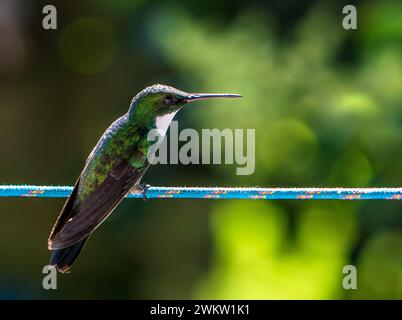 Un colibri perché sur la corde à linge et le fond flou Banque D'Images