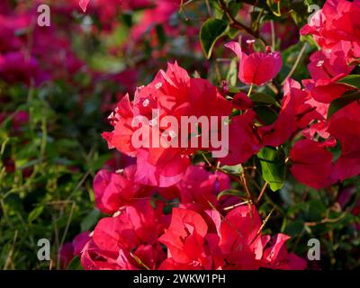 fleurs de bougainvilliers roses et bractées dans les îles des caraïbes, guadeloupe. Bougainvillea spectabilis Banque D'Images