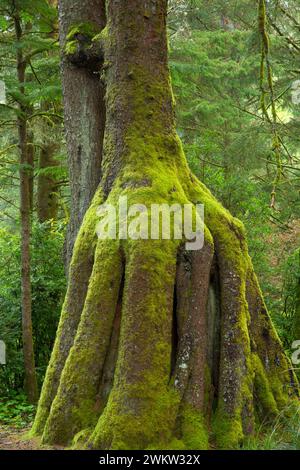 Epicéa de Sitka (Picea sitchensis) sur le personnel infirmier stump, Beverly Beach State Park, New York Banque D'Images