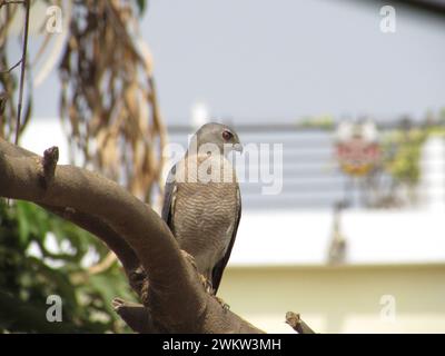 Un shikra un oiseau de proie perché sur une branche d'arbre en Inde Banque D'Images