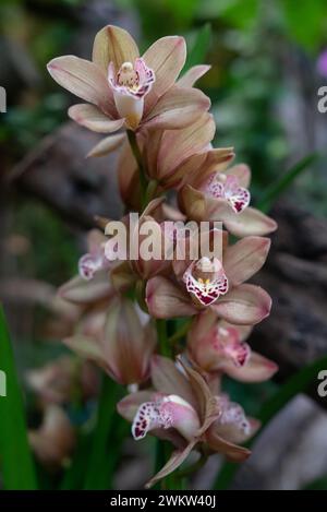 Bouquet de Cymbidium rose orange ou Boat Orchid. Fleurs chaudes d'orchidée rose sur vert Banque D'Images