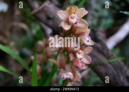 Bouquet de Cymbidium rose orange ou Boat Orchid. Fleurs chaudes d'orchidée rose sur vert Banque D'Images