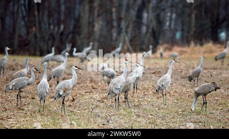 Un groupe de grues de sable cherchant dans un champ de maïs. Une mise au point. Banque D'Images