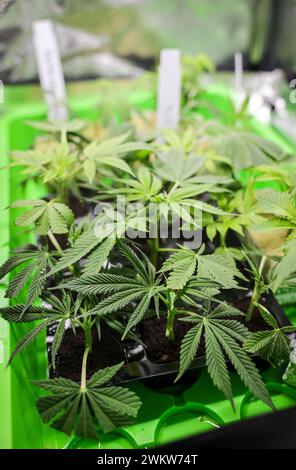 Hambourg, Allemagne. 22 février 2024. Les plants de cannabis (boutures) de différentes variétés (souches) sont placés dans une tente de culture sous éclairage artificiel dans une pièce privée. Le Bundestag décidera de la légalisation du cannabis en Allemagne le 23.02.2024. Crédit : Christian Charisius/dpa/Alamy Live News Banque D'Images