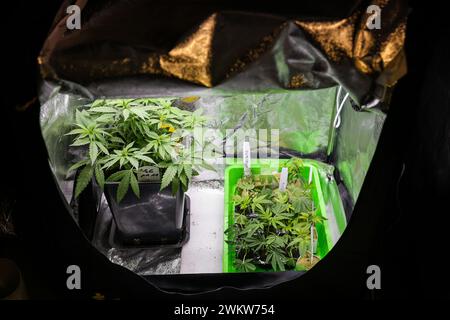 Hambourg, Allemagne. 22 février 2024. Les plants de cannabis (plantes mères et boutures) de différentes variétés (souches) sont placés dans une tente de culture sous éclairage artificiel dans une pièce privée. Le Bundestag décidera de la légalisation du cannabis en Allemagne le 23.02.2024. Crédit : Christian Charisius/dpa/Alamy Live News Banque D'Images