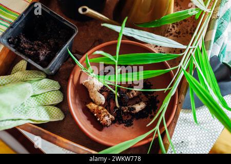 Gingembre poussant à la maison. Transplanter du gingembre enraciné avec des pousses dans des pots avec de la terre à l'aide d'une pelle et d'un arrosoir. Jardinage. Vue de dessus Banque D'Images