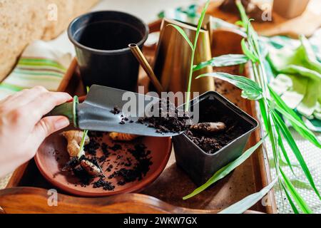 Gingembre poussant à la maison. Transplanter du gingembre enraciné avec des pousses dans des pots recouverts de terre à l'aide d'une pelle et d'un arrosoir. Jardinage Banque D'Images