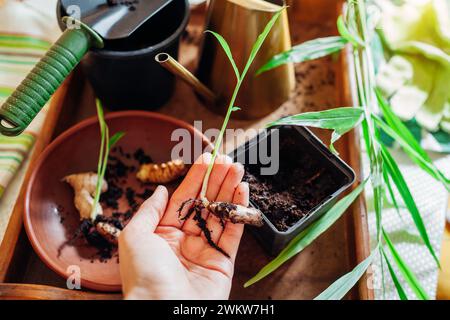 Gingembre poussant à la maison. Le jardinier tient du gingembre enraciné avec des germes avant de le replanter dans le pot à l'aide d'outils et d'arrosoir. Jardinage Banque D'Images