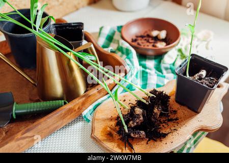 Gingembre poussant à la maison. Transplanter du gingembre enraciné avec des pousses dans des pots avec de la terre à l'aide d'une pelle et d'un arrosoir. Jardinage Banque D'Images
