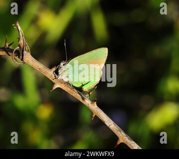 Papillon à queue verte - Callophrys rubi perché sur l'herbe sauvage dans la nature. Vue sous-aile. Oeiras, Lisbonne, Portugal. Banque D'Images