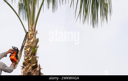 Ouvrier élaguant un palmier avec une scie à arbre Banque D'Images