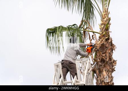 Ouvrier élaguant un palmier avec une scie à arbre Banque D'Images