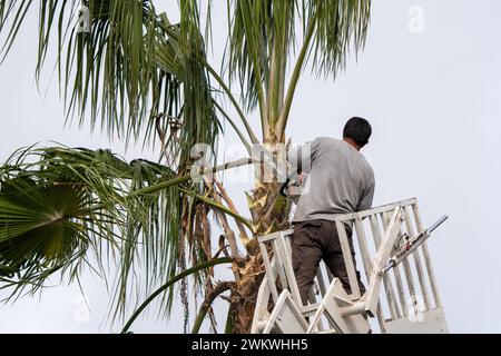 Ouvrier élaguant un palmier avec une scie à arbre Banque D'Images