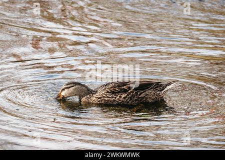 Canard colvert femelle sirotant de l'eau sur un lac Banque D'Images