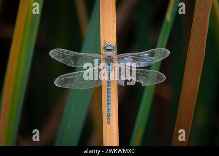 Gros plan d'une libellule bleue et noire posée sur une feuille Banque D'Images