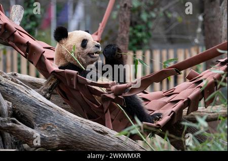 Un panda géant vu manger du bambou lors d'une cérémonie officielle au zoo de Madrid. L’acte public célèbre le retour d’une famille existante de cinq pandas en Chine et accueille une nouvelle paire de pandas dans un avenir proche ; le Zoo de Madrid Aquarium de Madrid célèbre son engagement pour la conservation des pandas géants en partenariat avec l’Association chinoise pour la conservation de la faune sauvage (CWCA). Banque D'Images