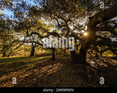 Coast Live Oaks (Quercus agrifolia) au parc régional Garland Ranch. Carmel Valley, Californie Banque D'Images