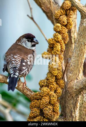 Bronze Mannikin prospère dans les divers habitats de l'Afrique subsaharienne, son plumage irisé est une merveille de beauté aviaire. Banque D'Images