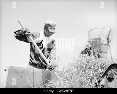 Ouvrier agricole chez le hacheur de foin, Casa Grande Valley Farms, comté de Pinal, Arizona, États-Unis, Russell Lee, U.S. Farm Security Administration, mai 1940 Banque D'Images