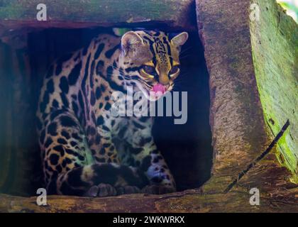 Arbre Ocelot (Leopardus wiedii) repéré à l'extérieur Banque D'Images