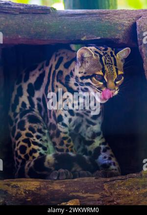 Arbre Ocelot (Leopardus wiedii) repéré à l'extérieur Banque D'Images