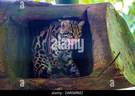 Arbre Ocelot (Leopardus wiedii) repéré à l'extérieur Banque D'Images