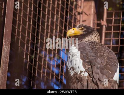 Aigle de Steller (Haliaeetus pelagicus) repéré à l'extérieur dans la nature Banque D'Images