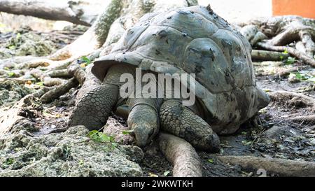 Tortue géante Aldabra turlte Zanzibar prison Island Changuu Banque D'Images