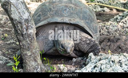 Tortue géante Aldabra turlte Zanzibar prison Island Changuu Banque D'Images