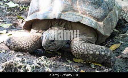 Tortue géante Aldabra turlte Zanzibar prison Island Changuu Banque D'Images