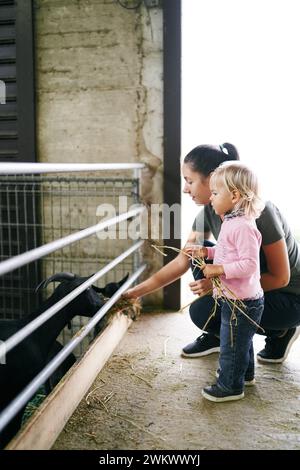 Petite fille avec un bouquet de foin se tient près de sa mère squattant et nourrissant des chèvres dans un paddock Banque D'Images