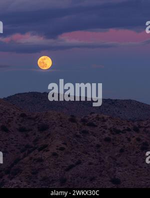 Pleine lune de loup se levant avec un ciel pastel nuageux au-dessus des sommets des montagnes du désert dans la vallée de Yucca, en Californie Banque D'Images