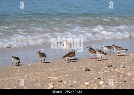 Un troupeau de petits sauces sont rassemblés autour d'un oiseau Willet plus grand sur une plage de Naples en Floride. Banque D'Images