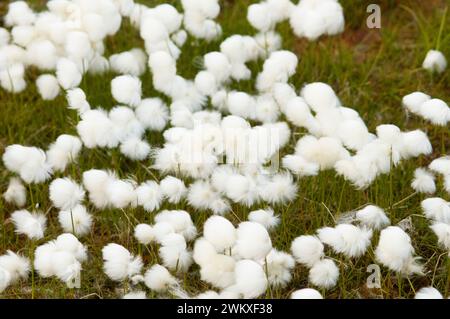 Alaska Cotton Grass Eriophorum brachyantherm floraison dans la toundra arctique Arctic National Wildlife refuge ANWR Alaska Banque D'Images