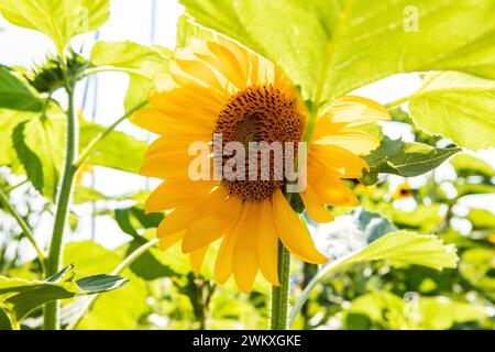 Tournesol géant se levant dans un champ de jour ensoleillé Banque D'Images