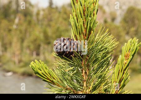 Gros plan d'un seul cône violet de pin à écorce blanche (Pinus albicaulis) sur un arbre avec des aiguilles à l'extérieur dans les montagnes Beartooth, Montana Banque D'Images