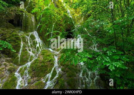 L'eau coulant dans des rivulets vers le bas d'un visage de montagne moussue, la nature, spectacle naturel, l'eau, coulant, liquide, frais, propre, environnement, vert, forêt Banque D'Images