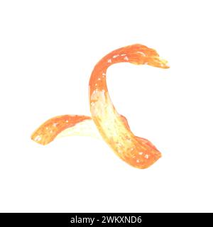 Aquarelle peau d'orange. Spirale cutanée d'agrumes isolée. Illustration dessinée à la main zeste de fruits tropicaux. Croquis de modèle d'ingrédient pour la cuisine, cartes, pr Banque D'Images