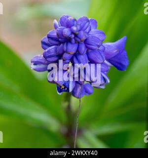 Fleur violette vibrante d'une plante ornementale de gingembre bleu (Dichorisandra thyrsiflora) Banque D'Images