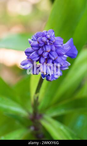 Fleur violette vibrante d'une plante ornementale de gingembre bleu (Dichorisandra thyrsiflora) Banque D'Images