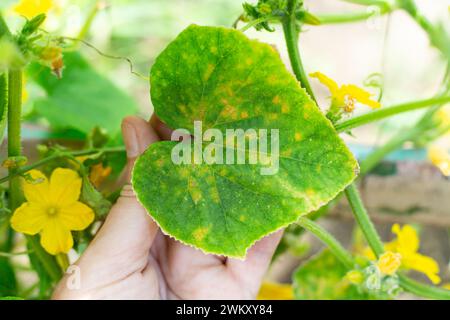 plante de concombre avec des fleurs jaunes et des feuilles affectées par la maladie de la mosaïque de concombre. Inspection de l'usine. Banque D'Images